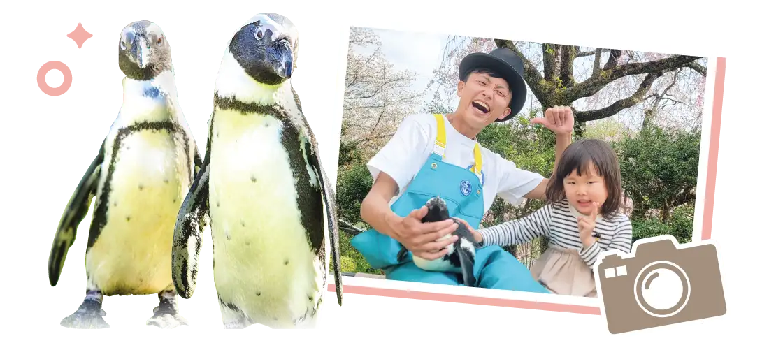 ペンギンに触って写真がとれるよ