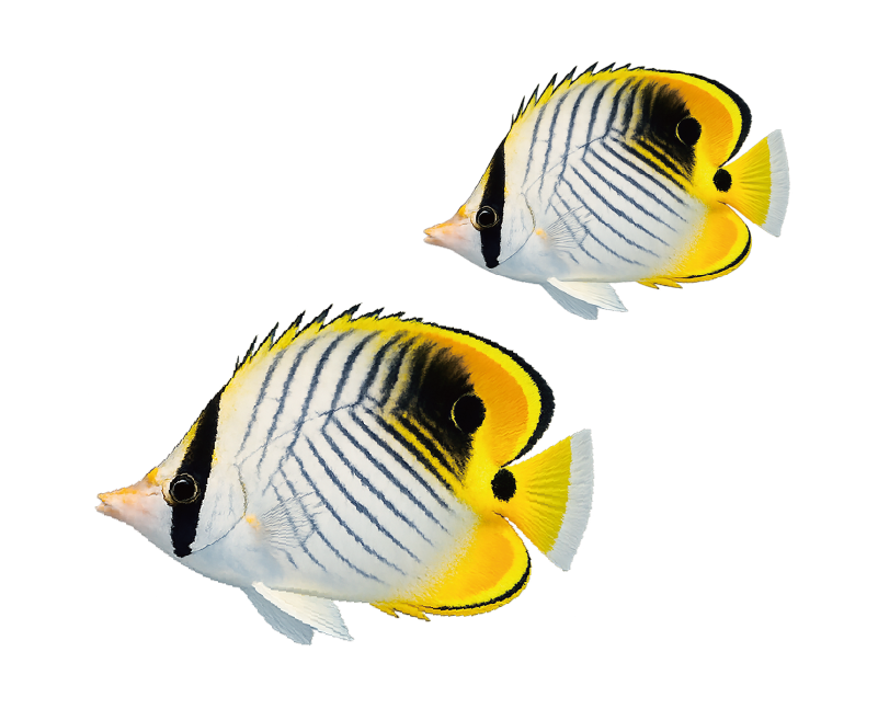 チョウチョウウオ