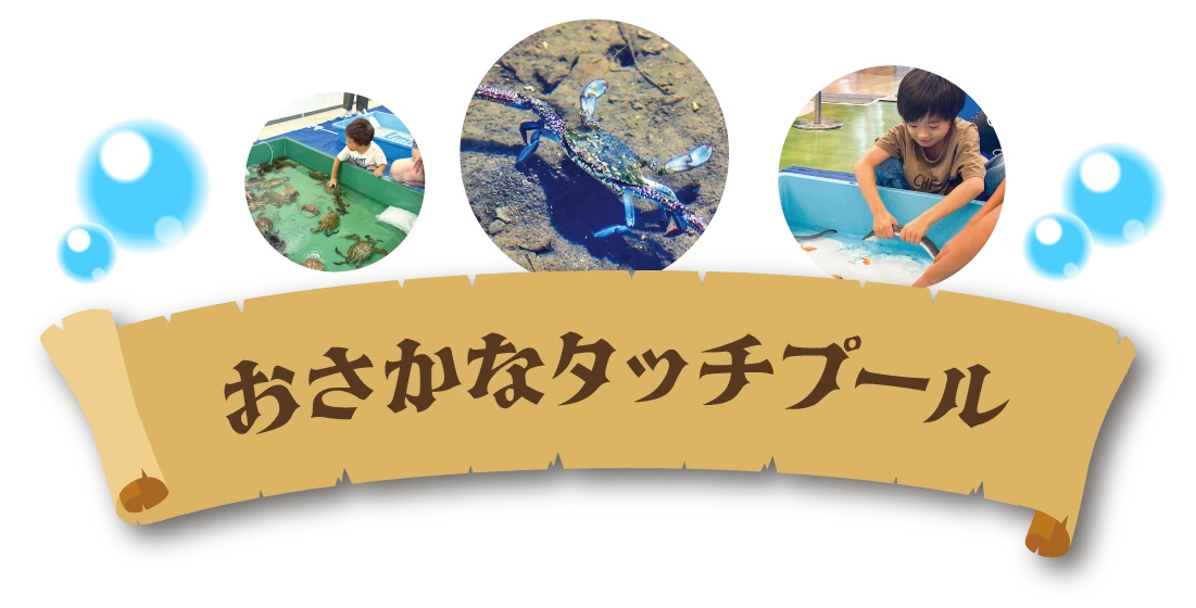 おさかなタッチプール
