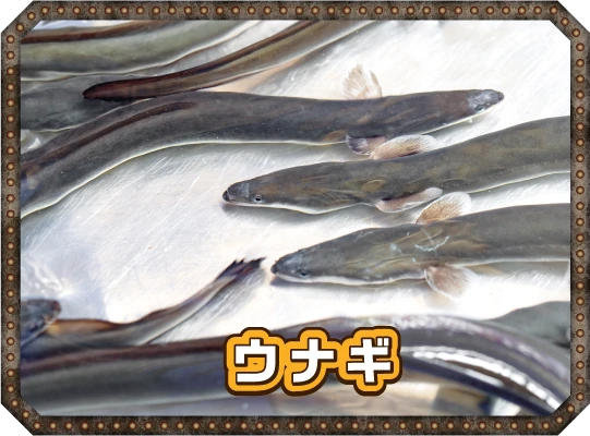 うなぎ